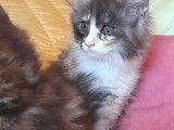 Six chatons Maine Coon (3 mâles et 3 femelles), nés en 2021 à acheter