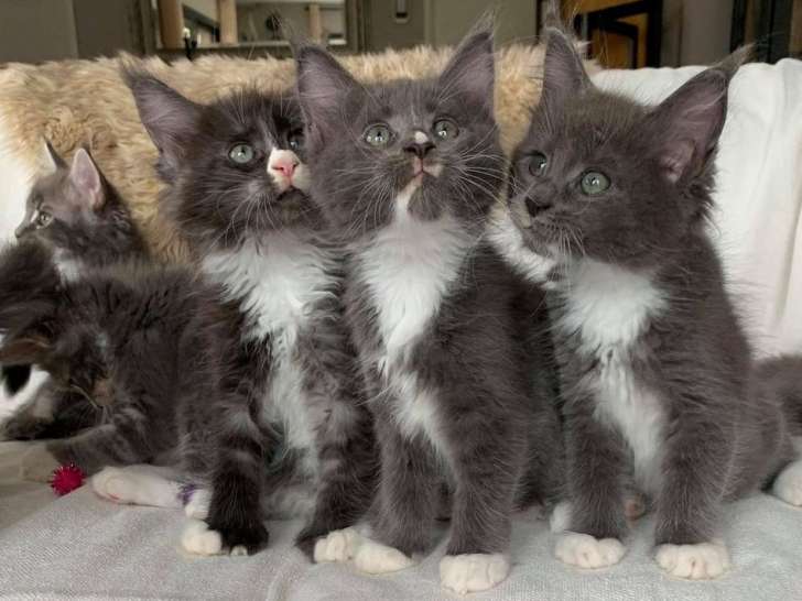 Cinq chatons Maine Coon (3 mâles et 2 femelles), nés en mai 2021 à vendre