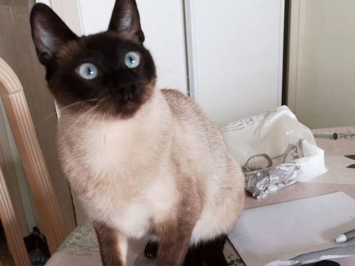 À vendre : une chatte de 4 ans de race Siamois de couleur seal point