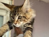 À réserver, 5 chatons LOOF Maine Coon mis bas en juillet 2021, 3 mâles et 2 femelles