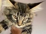 À réserver, 5 chatons LOOF Maine Coon mis bas en juillet 2021, 3 mâles et 2 femelles