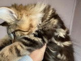 À réserver, 5 chatons LOOF Maine Coon mis bas en juillet 2021, 3 mâles et 2 femelles