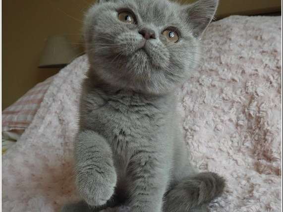 Mise en vente d’un chaton British Shorthair, mâle de couleur lilas âgé de 3 mois