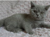 Mise en vente d’un chaton British Shorthair, mâle de couleur lilas âgé de 3 mois