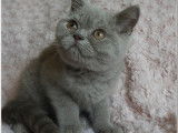 Mise en vente d’un chaton British Shorthair, mâle de couleur lilas âgé de 3 mois