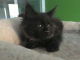 Chaton femelle Maine Coon au pelage black solid disponible &agrave; la r&eacute;servation