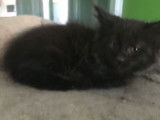 Chaton femelle Maine Coon au pelage black solid disponible &agrave; la r&eacute;servation