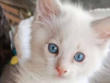 À réserver chaton Ragdoll mâle, bleu bicolore âgé de 2 mois