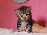 Sacha