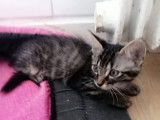 Trois chatons 3 mois à adopter