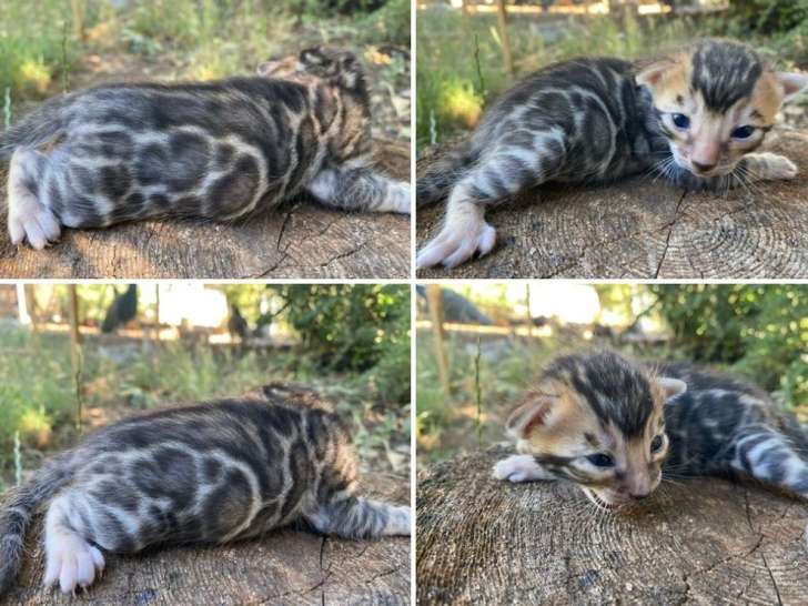 Un chaton femelle Bengal d’un mois en vente