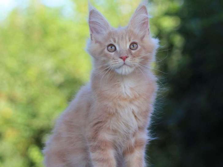 Un chaton mâle Maine Coon de 3 mois au pelage crème en vente