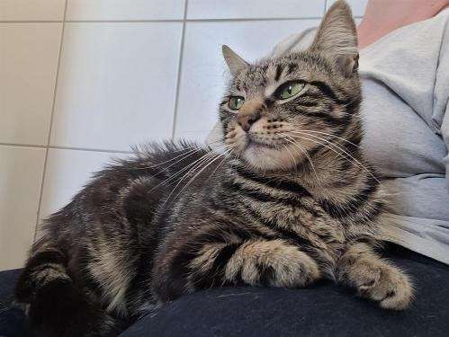 Un Chat Femelle Adulte Tigre De 2 Ans A Donner Petite Annonce Chat
