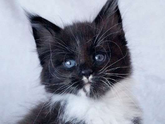 À vendre : chaton mâle Maine Coon noir et blanc