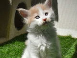 Deux chatons Maine Coon mâles à vendre