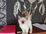 Vente d’un chaton Sacré de Birmanie chocolat point