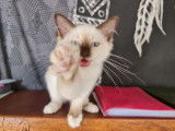 Vente d’un chaton Sacré de Birmanie chocolat point