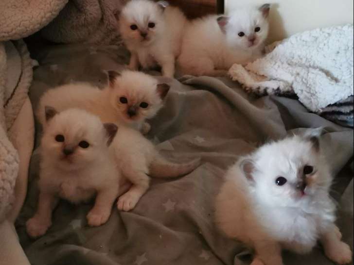 À vendre, 5 chatons Sacré de Birmanie femelles blue point