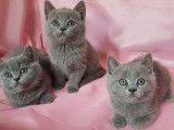 Chatons British Shorthair de robe blue âgés à vendre