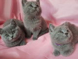 Chatons British Shorthair de robe blue âgés à vendre