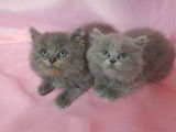 Chatons British Shorthair de robe blue âgés à vendre