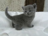 Chatons British Shorthair de robe blue âgés à vendre