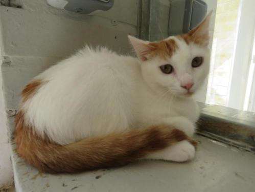 Recherche D Une Famille Pour Un Chaton Male Arlequin Roux Et Blanc Petite Annonce Chat