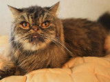 À adopter chat mâle Persan de 7 ans brown tortie