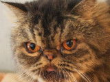 À adopter chat mâle Persan de 7 ans brown tortie