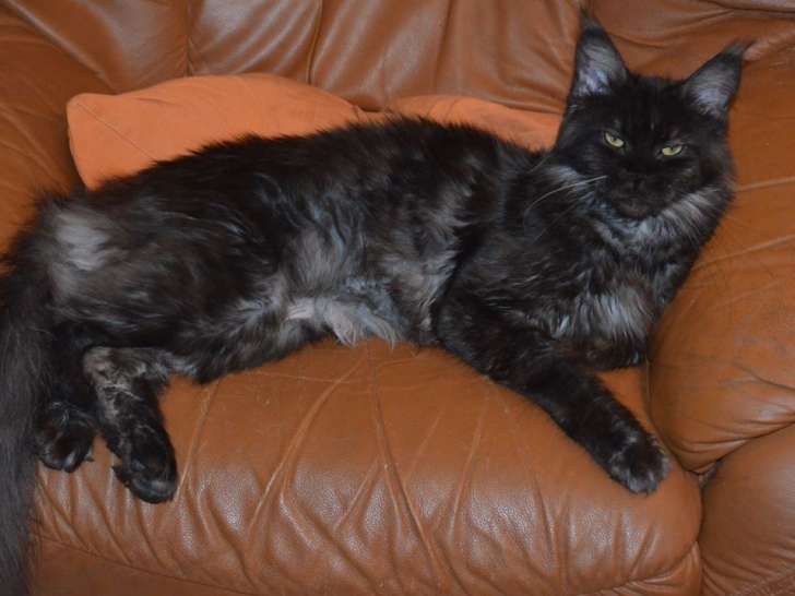 Un chat mâle de 2 ans à vendre, de race Bengal black silver tabby
