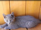 Chaton Chartreux croisé, mâle bleu de mai 2021 à acheter