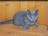 Chaton Chartreux croisé, mâle bleu de mai 2021 à acheter