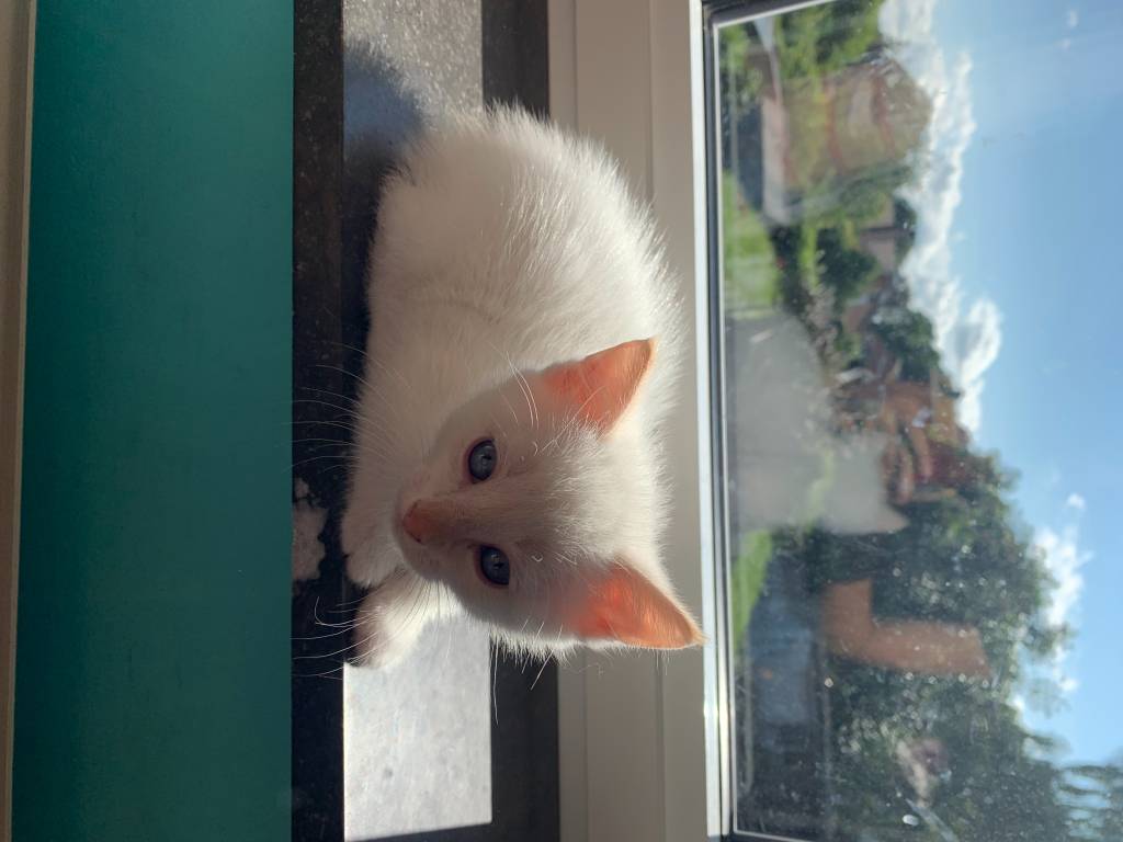 Chaton Maine Coon Croise Sacre De Birmanie A Vendre Petite Annonce Chat