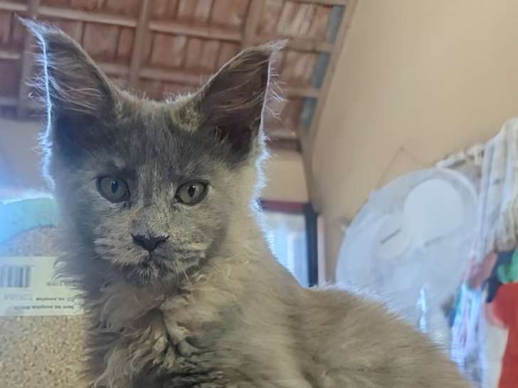 Magnifique chaton femelle Maine Coon LOOF à vendre