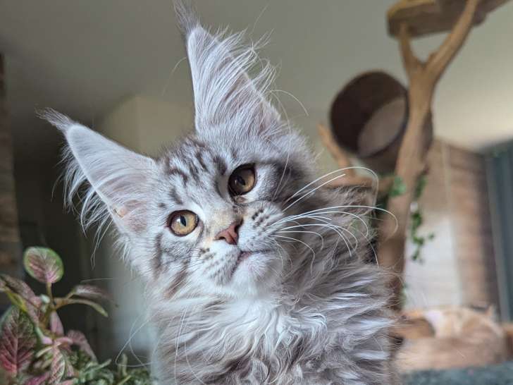 Magnifiques chatons mâles Maine Coon LOOF à vendre
