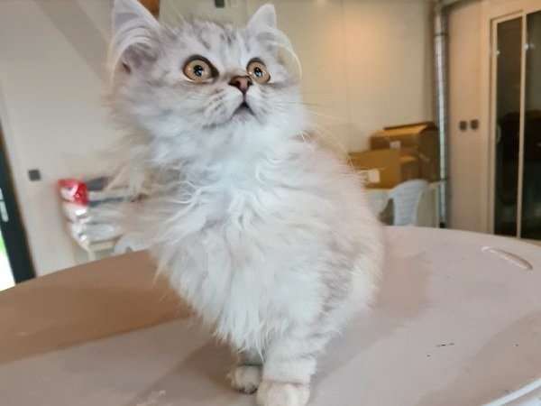 Vente d’un chaton femelle Chinchilla silver et blanc