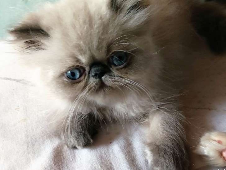 Réservation ouverte pour 3 chatons Persan nés en juin 2021 (2 mâles et 1 femelle)
