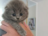 Chatons Scottish et Highland fold à vendre