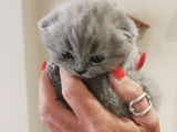 Chatons Scottish et Highland fold à vendre