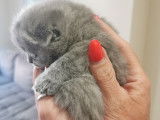 Chatons Scottish et Highland fold à vendre