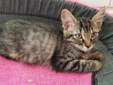Don de chatons mâle noir et femelle black mackerel tabby