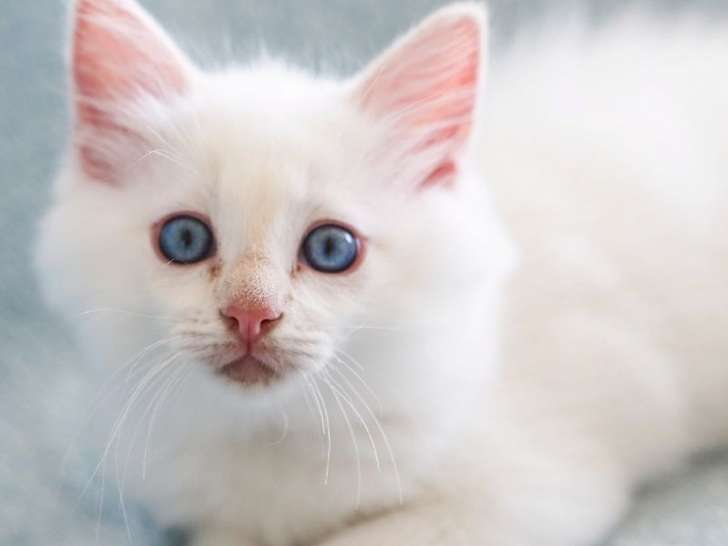 À vendre chaton mâle Ragdoll crème point âgé de mai 2021