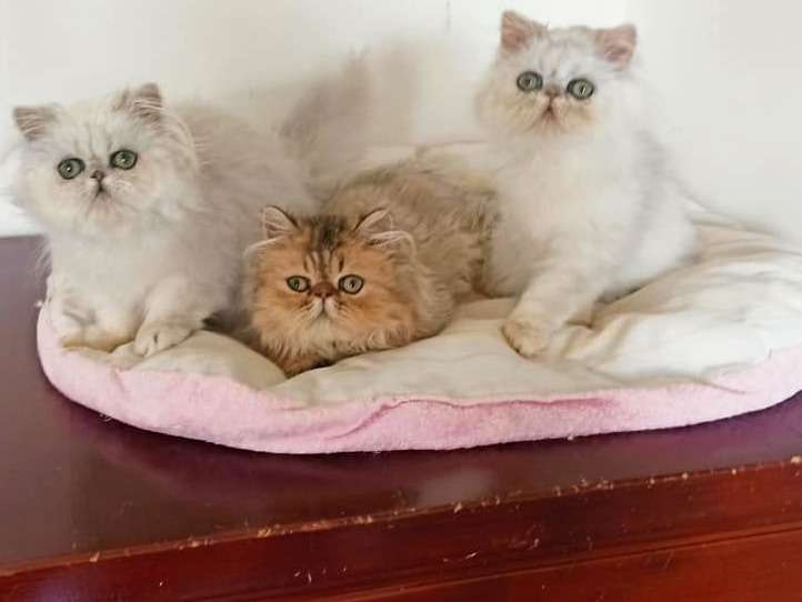 Vente de 3 chatons Chinchilla (1 mâle et 2 femelles) de mars 2021