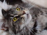 &Agrave; vendre chatte Maine Coon au pelage black mackerel tabby &acirc;g&eacute;e d&rsquo;un an