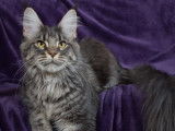 &Agrave; vendre chatte Maine Coon au pelage black mackerel tabby &acirc;g&eacute;e d&rsquo;un an