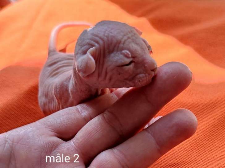 4 chatons Sphynx nés en juillet 2021, 3 mâles et 1 femelle disponibles à la réservation