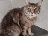 À vendre, chat Maine Coon femelle blue blotched tabby de 4 ans