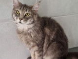 À vendre, chat Maine Coon femelle blue blotched tabby de 4 ans