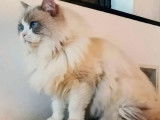 Chat Ragdoll adulte mâle lilac point et blanc pour saillie