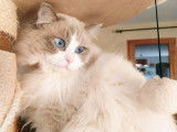 Chat Ragdoll adulte mâle lilac point et blanc pour saillie